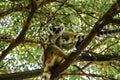 Portrait of the ring-tailed lemur Lemur catta aka King Julien in Anja Community Reserve at Manambolo, Ambalavao, Madagascar
