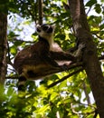 Portrait of the ring-tailed lemur Lemur catta aka King Julien in Anja Community Reserve at Manambolo, Ambalavao