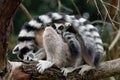 Portrait of ring-tailed lemur, Lemur catta, covered by striped fluffy tails. Family of lemurs relaxing on branch. Royalty Free Stock Photo