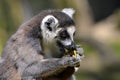 Portrait ring-tailed Lemur Royalty Free Stock Photo