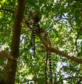 Portrait of the ring-tailed lemur Lemur catta Manambolo, Ambalavao, Madagascar