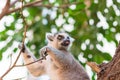Portrait of ring-tailed lemur lemur catta stretches out her tongue Royalty Free Stock Photo