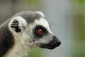 Portrait of ring tailed lemur