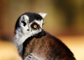 Portrait Of Ring tailed Lemur