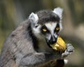 Portrait ring-tailed lemur eating a banana Royalty Free Stock Photo
