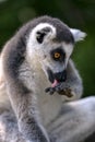 Portrait ring-tailed lemur licking his hand