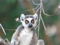 Ring Tailed Lemur Portrait Looks Directly In Lens - Madagascar