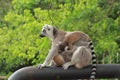 Portrait Ring-tailed Lemur monkey with orange eyes Royalty Free Stock Photo