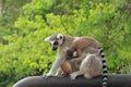 Portrait Ring-tailed Lemur monkey with orange eyes