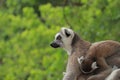 Portrait Ring-tailed Lemur monkey with orange eyes Royalty Free Stock Photo