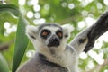 Portrait Ring-tailed Lemur monkey with orange eyes