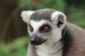 Portrait Ring-tailed Lemur monkey with orange eyes Royalty Free Stock Photo