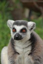 Portrait Ring-tailed Lemur monkey with orange eyes Royalty Free Stock Photo