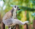 Portrait of Ring-tailed Lemur, native to Madagascar Royalty Free Stock Photo