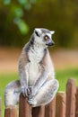 Portrait of Ring-tailed Lemur, native to Madagascar Royalty Free Stock Photo