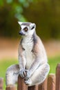 Portrait of Ring-tailed Lemur, native to Madagascar Royalty Free Stock Photo