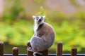 Portrait of Ring-tailed Lemur, native to Madagascar Royalty Free Stock Photo