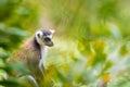 Portrait of Ring-tailed Lemur, native to Madagascar Royalty Free Stock Photo