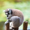 Portrait of Ring-tailed Lemur, native to Madagascar Royalty Free Stock Photo