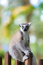 Portrait of Ring-tailed Lemur, native to Madagascar Royalty Free Stock Photo