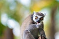 Portrait of Ring-tailed Lemur, native to Madagascar Royalty Free Stock Photo