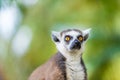 Portrait of Ring-tailed Lemur, native to Madagascar Royalty Free Stock Photo