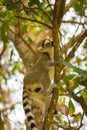 Portrait of Ring-tailed Lemur, native to Madagascar Royalty Free Stock Photo