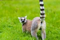 Portrait of Ring-tailed Lemur, native to Madagascar Royalty Free Stock Photo