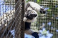 Portrait of ring-tailed lemur out of the cage
