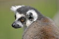 Portrait ring-tailed lemur