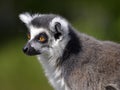 Portrait ring-tailed lemur