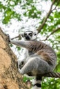 Portrait of Ring-tailed Lemur. Royalty Free Stock Photo