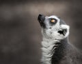 Ring tailed lemur Royalty Free Stock Photo