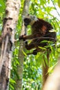 Ring tailed lemur in Nosy Be Madagascar Royalty Free Stock Photo