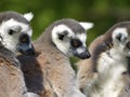 Portrait ring-tailed lemurs