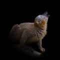 Portrait of ring-tailed Madagascar lemur at black background