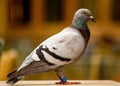 Portrait of a ringed pigeon in the blurred background