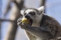 Portrait of a ringed tail lemur eating fruit