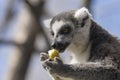 Portrait of a ringed tail lemur eating fruit
