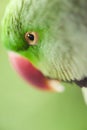 Portrait of Ringnecked Parakeet Royalty Free Stock Photo