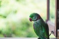 Portrait of Ringnecked Parakeet Royalty Free Stock Photo