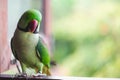 Portrait of Ringnecked Parakeet Royalty Free Stock Photo