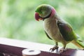 Portrait of Ringnecked Parakeet Royalty Free Stock Photo