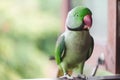 Portrait of Ringnecked Parakeet Royalty Free Stock Photo