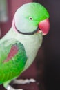 Portrait of Ringnecked Parakeet Royalty Free Stock Photo