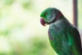 Portrait of Ringnecked Parakeet Royalty Free Stock Photo