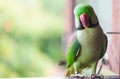 Portrait of Ringnecked Parakeet Royalty Free Stock Photo