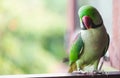 Portrait of Ringnecked Parakeet Royalty Free Stock Photo