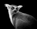 Portrait of a ringtailed lemur looking over its shoulder in a black and white image