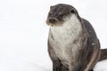 Portrait of a river European otter on a background of white snow Royalty Free Stock Photo